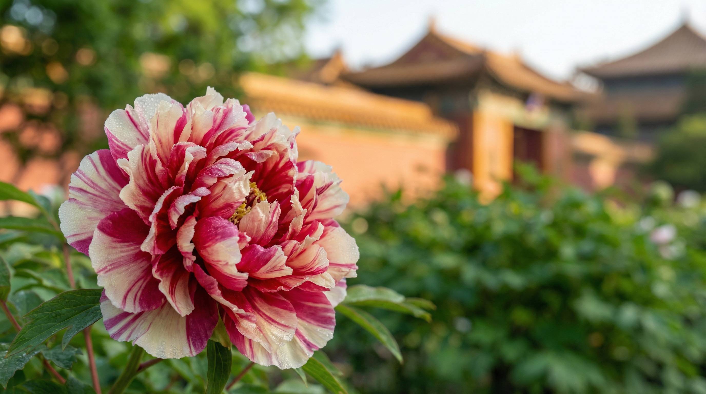 每日大赛植物视频 - 牡丹花开视频